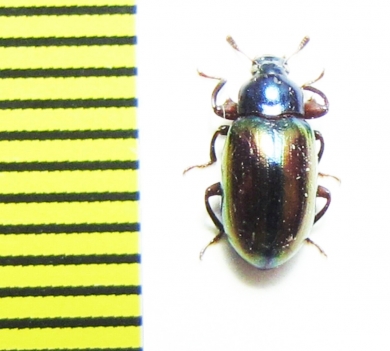 Tenebrionidae sp.  Malaysia - INSECTS-STORE.RU