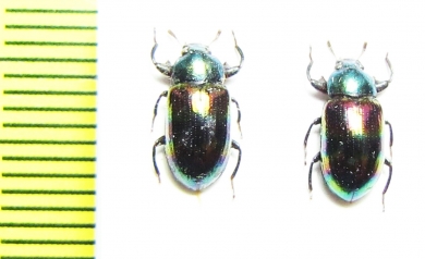 Tenebrionidae sp.  Malaysia, Borneo - INSECTS-STORE.RU