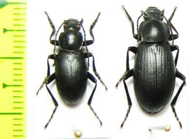 Euboeus prometheus, pair  Iran, Mazandaran prov. - INSECTS-STORE.RU