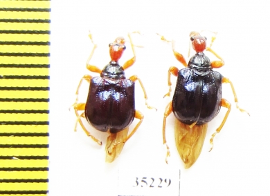 Attelabidae sp.  Laos - INSECTS-STORE.RU