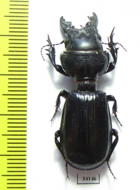 Scarites bucida  Uzbekistan  - INSECTS-STORE.RU