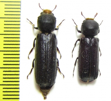 Bostrichidae sp.  South Africa Rep. - INSECTS-STORE.RU