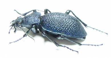 Carabus (Procerus) scabrosus falletianus, female  Armenia 48mm - INSECTS-STORE.RU