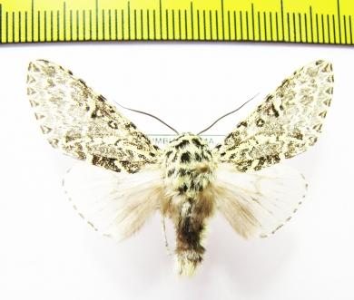 Erebidae sp.  Colombia - INSECTS-STORE.RU