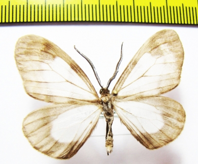 Geometridae sp.  Peru - INSECTS-STORE.RU