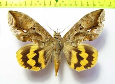 Noctuidae sp.  Bolivia - INSECTS-STORE.RU