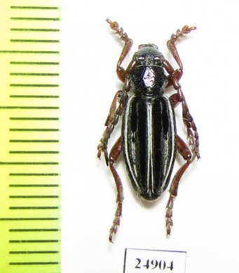 Dorcadion seminudum  Armenia - INSECTS-STORE.RU