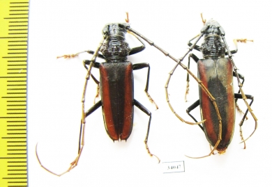 Cerambycidae sp., pair  Ecuador - INSECTS-STORE.RU