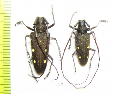Cerambycidae sp., pair  Costa Rica - INSECTS-STORE.RU