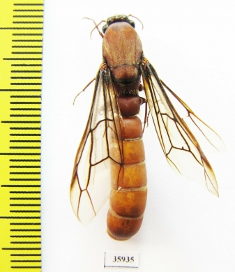 Formicidae sp.  Tanzania - INSECTS-STORE.RU