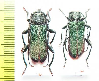 Ropalopus lederi, pair  Russia, Krasnodar reg. - INSECTS-STORE.RU