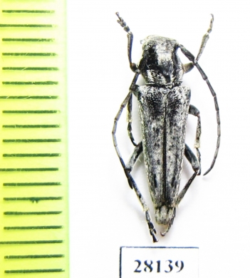 Phytoecia cinerascens  Tajikistan - INSECTS-STORE.RU