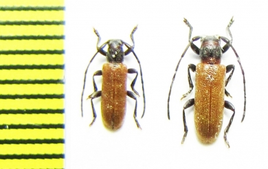 Anaesthetis testacea  Russia, Vladimir reg. - INSECTS-STORE.RU