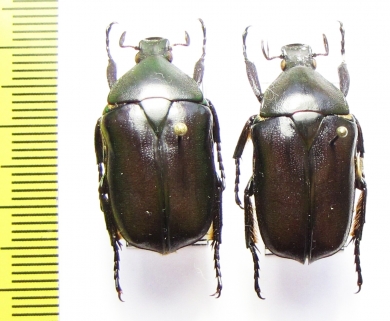 Anthracophora olivacea  China, Hainan - INSECTS-STORE.RU