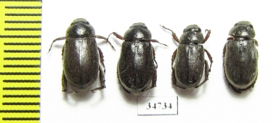 Rutelinae sp.  Ethiopia - INSECTS-STORE.RU