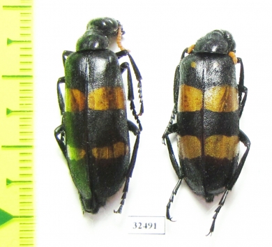 Meloidae sp.  South Africa Rep. - INSECTS-STORE.RU