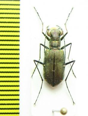 Calomera funerea  Thailand - INSECTS-STORE.RU