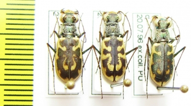 Cephalota elegans brunnea, pair  Ukraina - INSECTS-STORE.RU