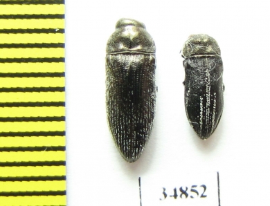 Acmaeodera sp., A.farinosa  Turkey - INSECTS-STORE.RU