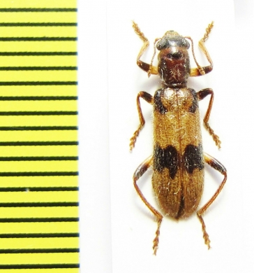 Cleridae sp. Laos - INSECTS-STORE.RU