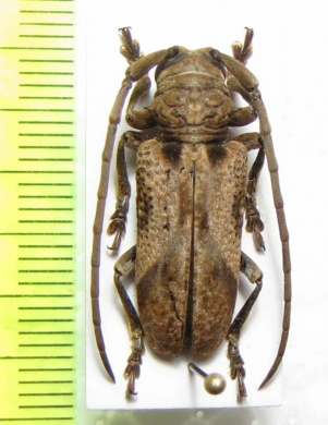 Homelix arcuatus  Togo - INSECTS-STORE.RU