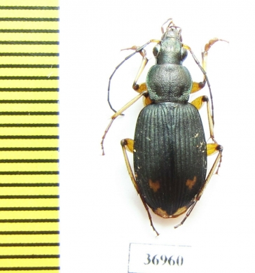 Carabidae sp.  Zambia - INSECTS-STORE.RU
