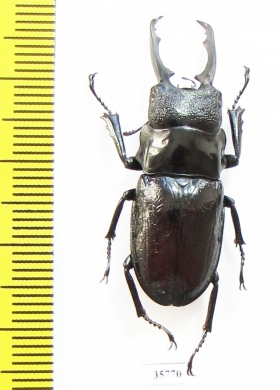 Odontolabis hamjahi  Indonesia, Sulawesi  36mm - INSECTS-STORE.RU