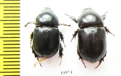 Dynastinae sp., pair  Namibia - INSECTS-STORE.RU