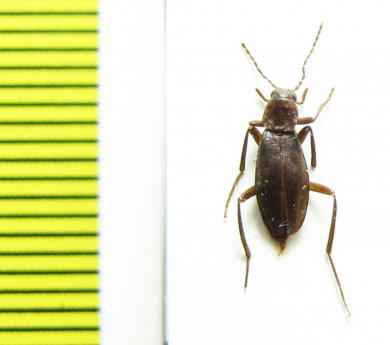 Melandrya minshanensis  China, Sichuan prov. - INSECTS-STORE.RU