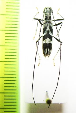 Cylindrepomus peregrinus  Malaysia - INSECTS-STORE.RU