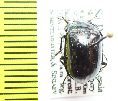 Tenebrionidae sp.  India - INSECTS-STORE.RU