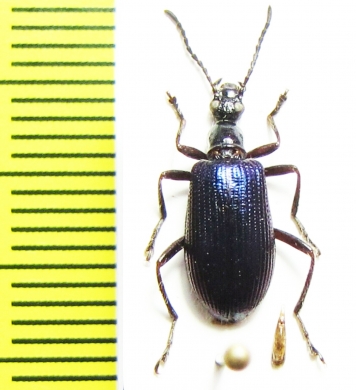 Tenebrionidae sp.  Indonesia, Sulawesi - INSECTS-STORE.RU