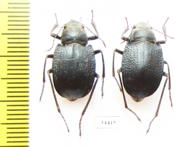 Platyesia karelini, pair  Uzbekistan - INSECTS-STORE.RU