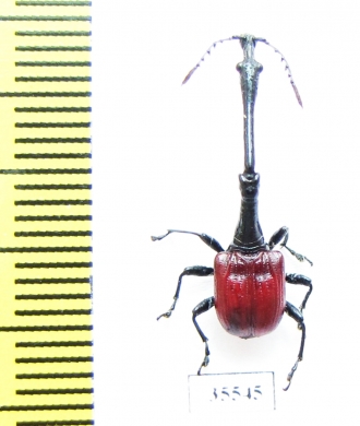 Trachelophorus giraffa  Madagascar - INSECTS-STORE.RU