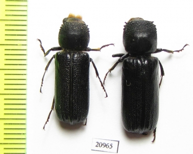 Bostrichidae sp.  South Africa Rep. - INSECTS-STORE.RU