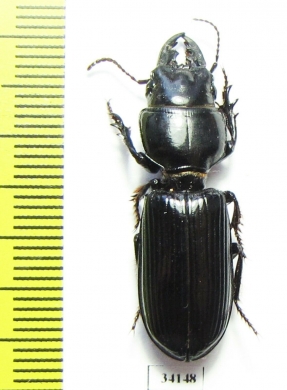 Scarites eurytus  Uzbekistan  - INSECTS-STORE.RU