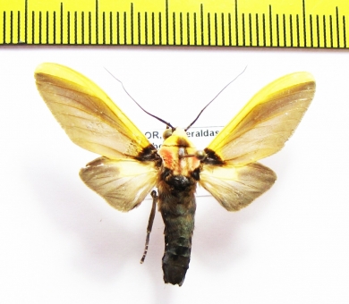 Erebidae sp.  Ecuador - INSECTS-STORE.RU