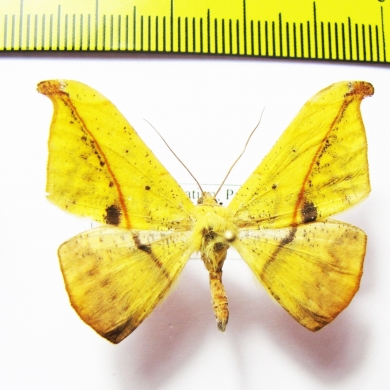 Geometridae sp.  Peru - INSECTS-STORE.RU