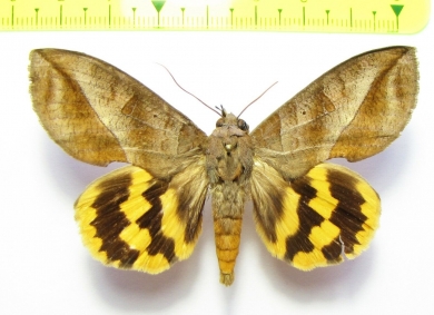 Noctuidae sp.  Bolivia - INSECTS-STORE.RU