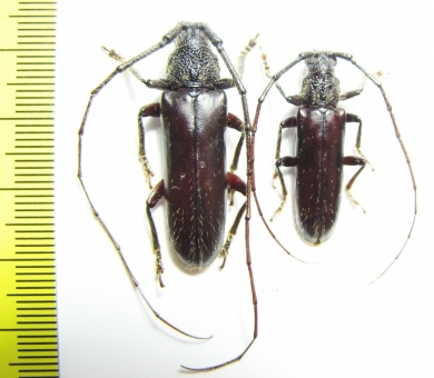 Cerambycidae sp., pair  Ecuador - INSECTS-STORE.RU