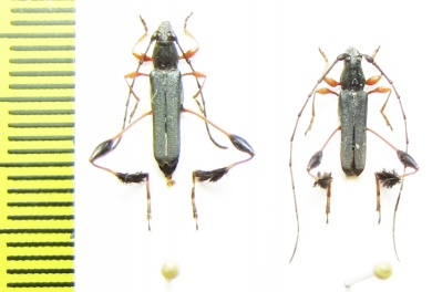 Coremia bruchi, pair  Argentina - INSECTS-STORE.RU