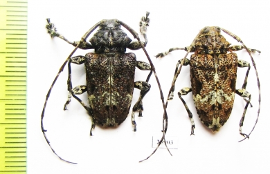 Cerambycidae sp., pair  Costa Rica - INSECTS-STORE.RU