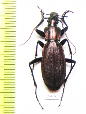 Carabus (Archiplectes) faunus faunus  Abkhazia - INSECTS-STORE.RU