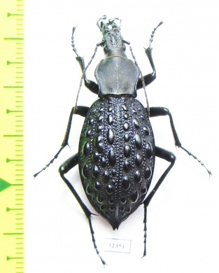 Carabus (Coptolabrus) pustulifer  China - INSECTS-STORE.RU