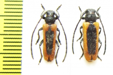 Phytoecia circumdata, pair  Uzbekistan - INSECTS-STORE.RU