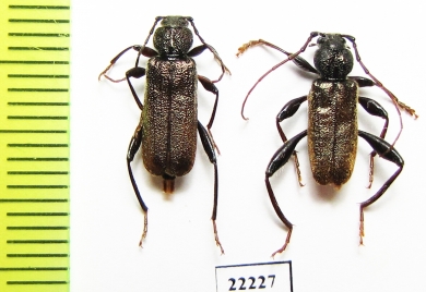 Callidium coriaceum, pair  Russia, Tver reg. - INSECTS-STORE.RU
