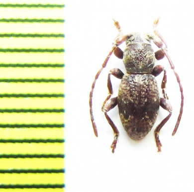 Parmena pontocircassica  Russia, Krasnodar reg. - INSECTS-STORE.RU