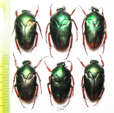 Lomaptera sp.  Indonesia, Misool isl. - INSECTS-STORE.RU