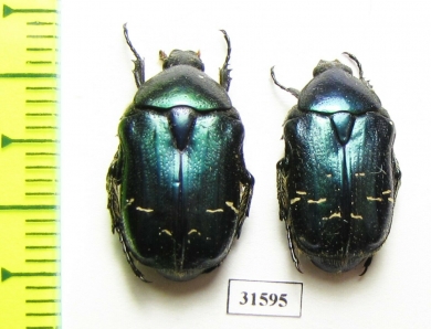 Cetonia aurata pisana  France - INSECTS-STORE.RU