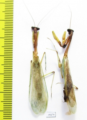 Mantodea sp.  Panama - INSECTS-STORE.RU